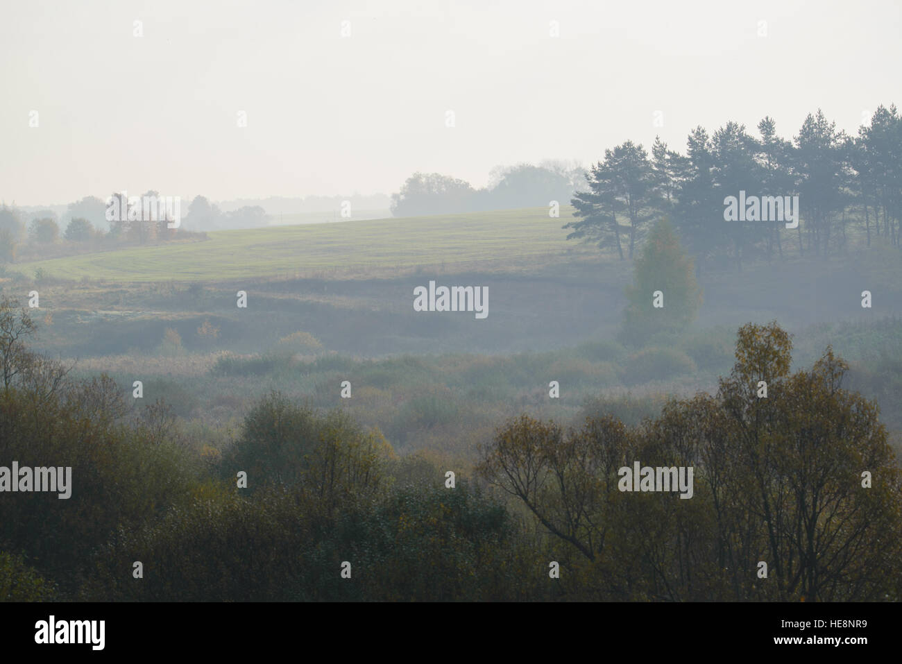 dense morning fog in the summer woods by the pond in summer Stock Photo ...