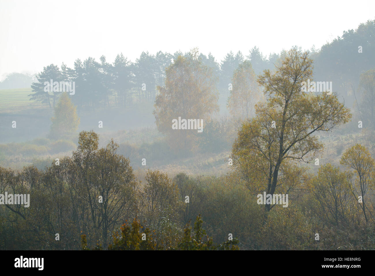 dense morning fog in the summer woods by the pond in summer Stock Photo ...