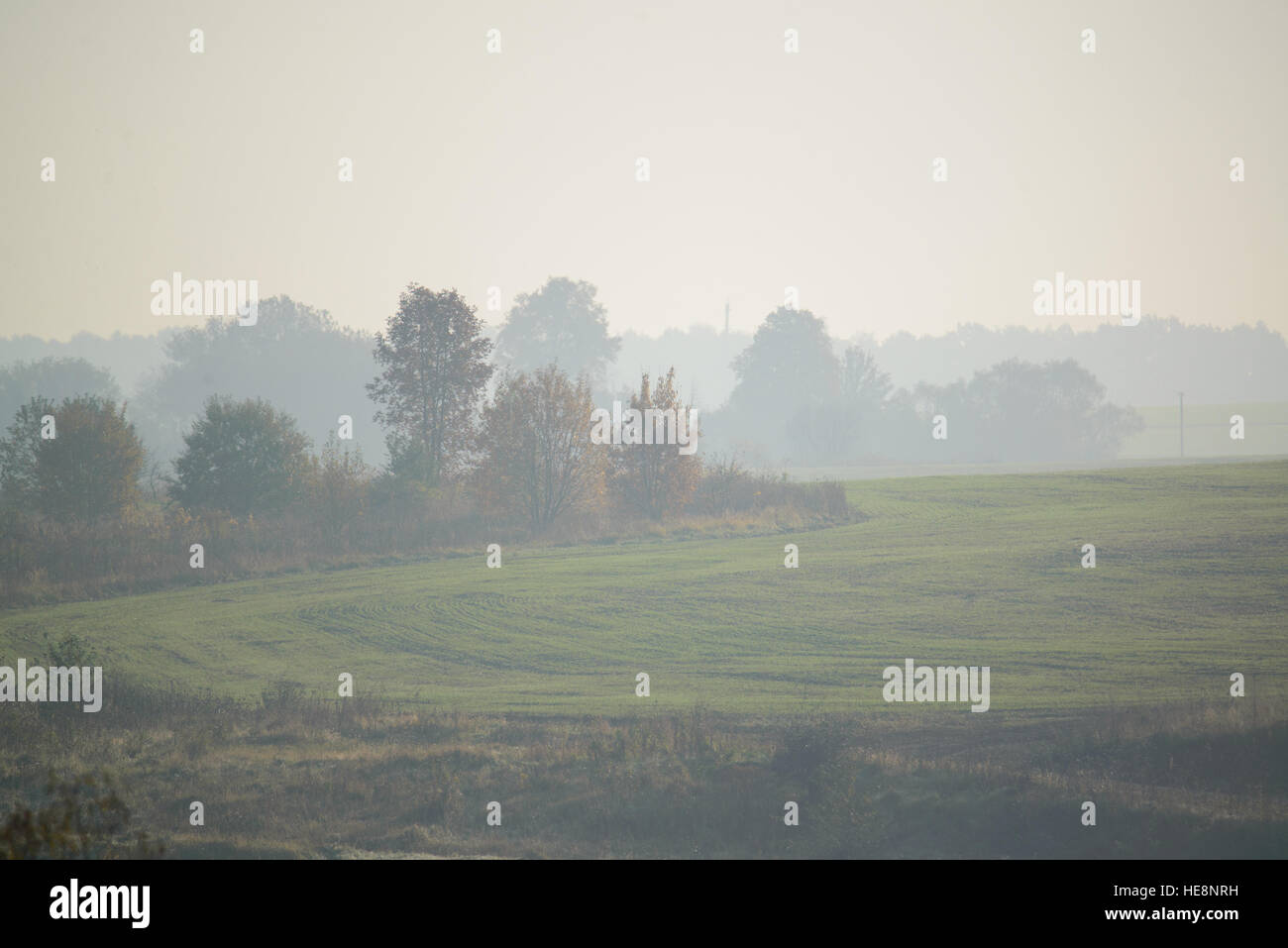 thick morning fog hides the forest in autumn time Stock Photo - Alamy