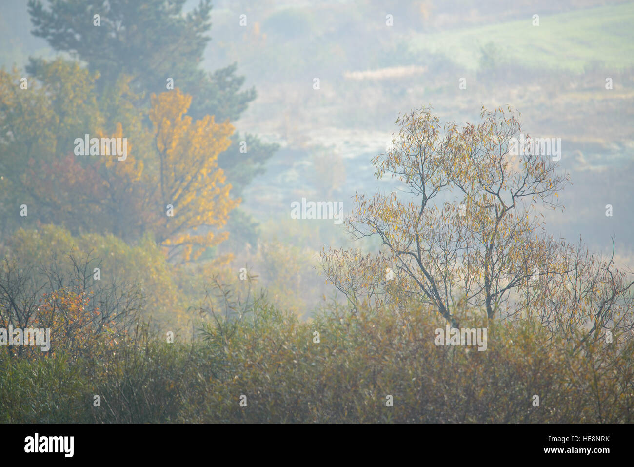 Thick morning fog hides hi-res stock photography and images - Alamy