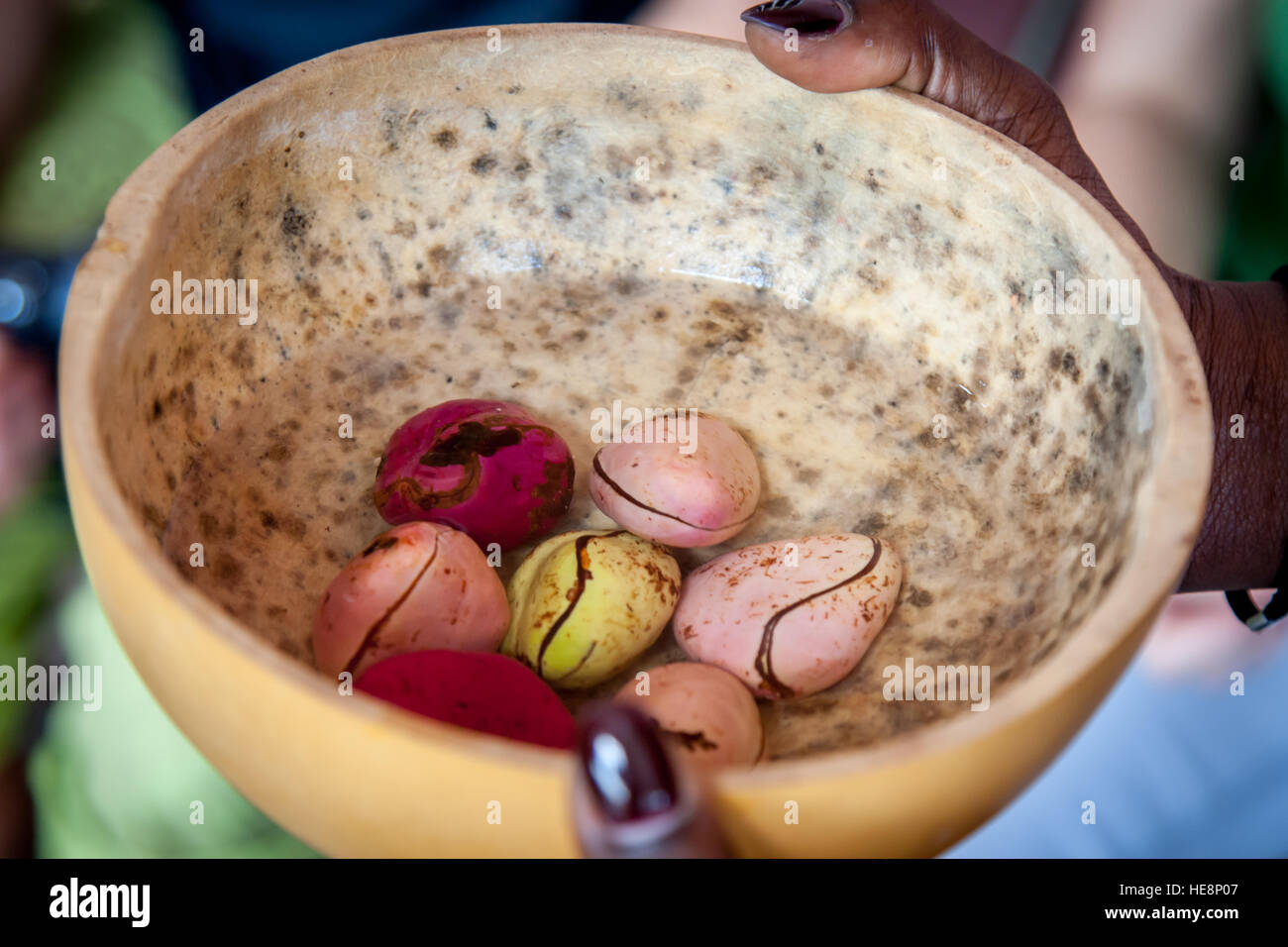 Kola nuts in a bowl of water are an important part of the welcoming ceremony in the Wara Wara Yagala chiefdom in Sierra Leone Stock Photo