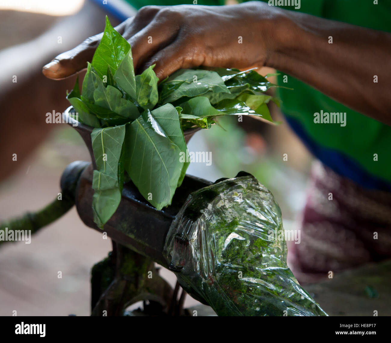 Cassava leafs beeing minced on market in Kabala, Sierra Leone Stock Photo