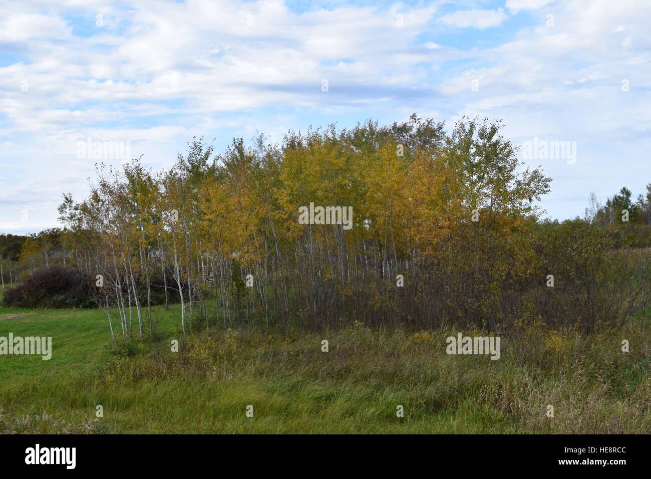 A Stand of Trees Stock Photo Alamy