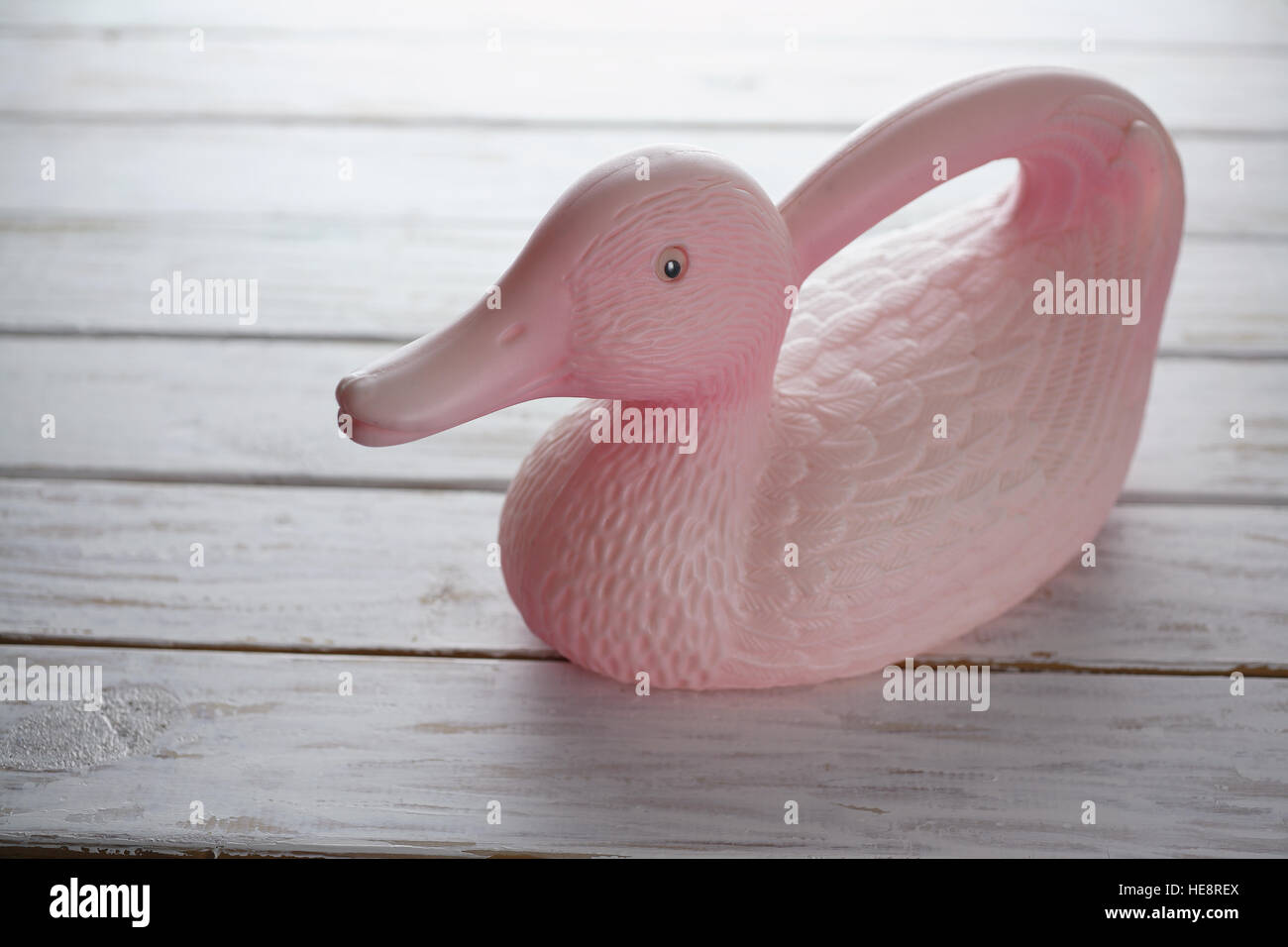 Duck Watering Can Stock Photo Alamy
