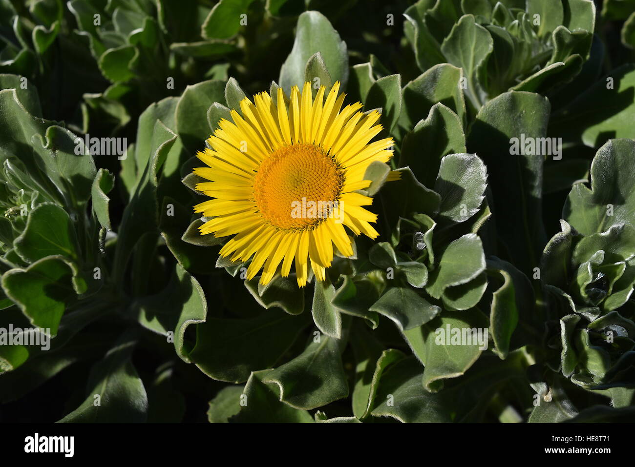 Closeup of Canary Island Daisy (Asteriscus sericeus), Los Angeles County Arboretum and Botanic Garden Stock Photo