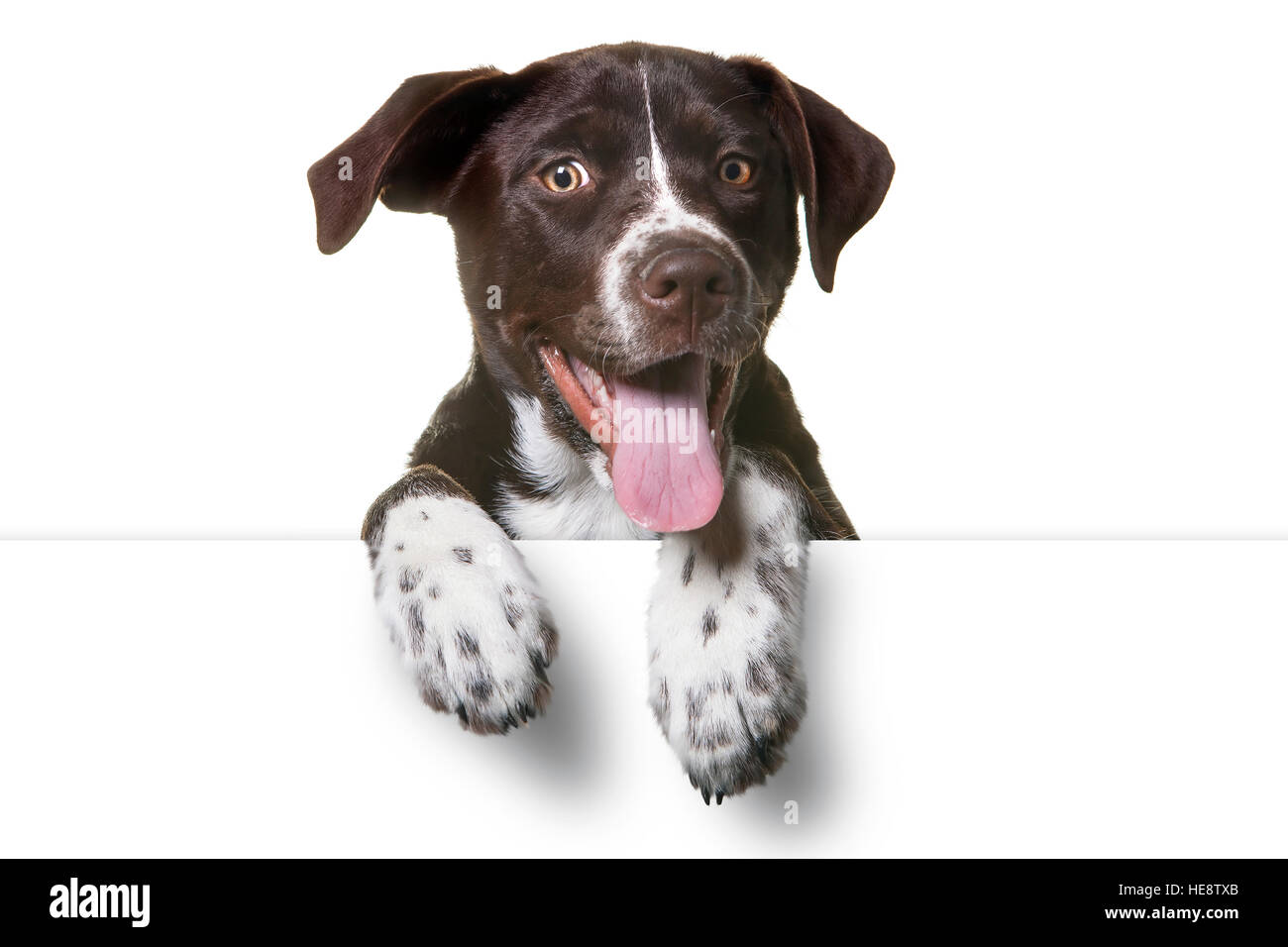 Cute Puppy with paws over white sign. Catahoula Lab Mix Dog Stock Photo