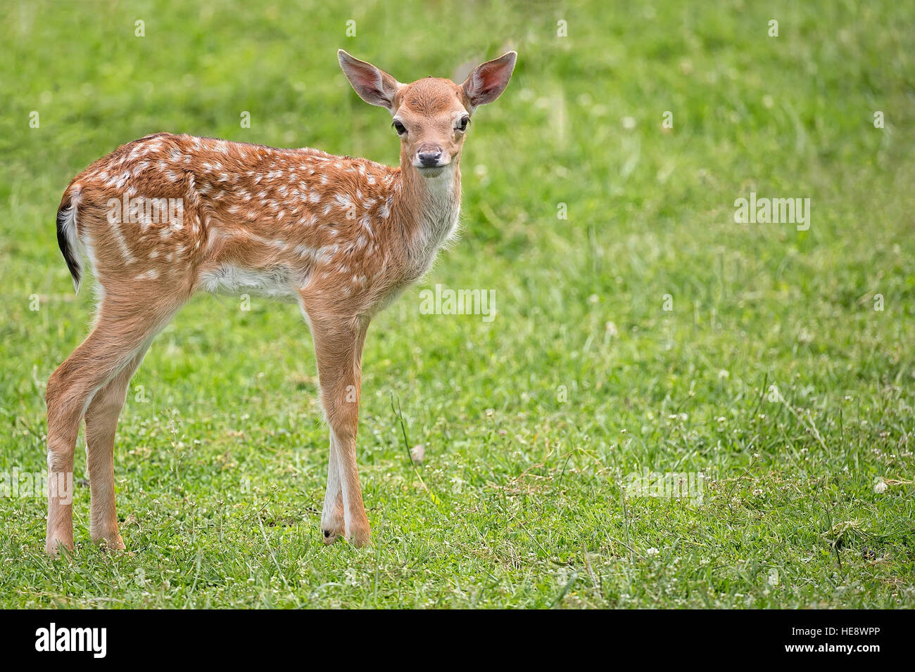 Young fallow deer in a clearing Stock Photo