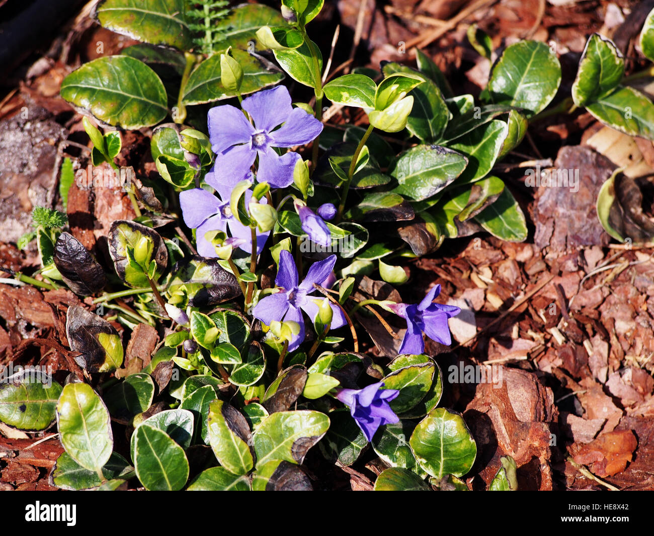 Vinca minor 'Ralph Schubert' lesser periwinkle, dwarf periwinkle