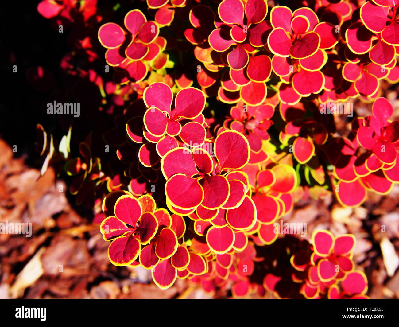 Berberis thunbergii 'Orange Sunrise' - barberry Stock Photo