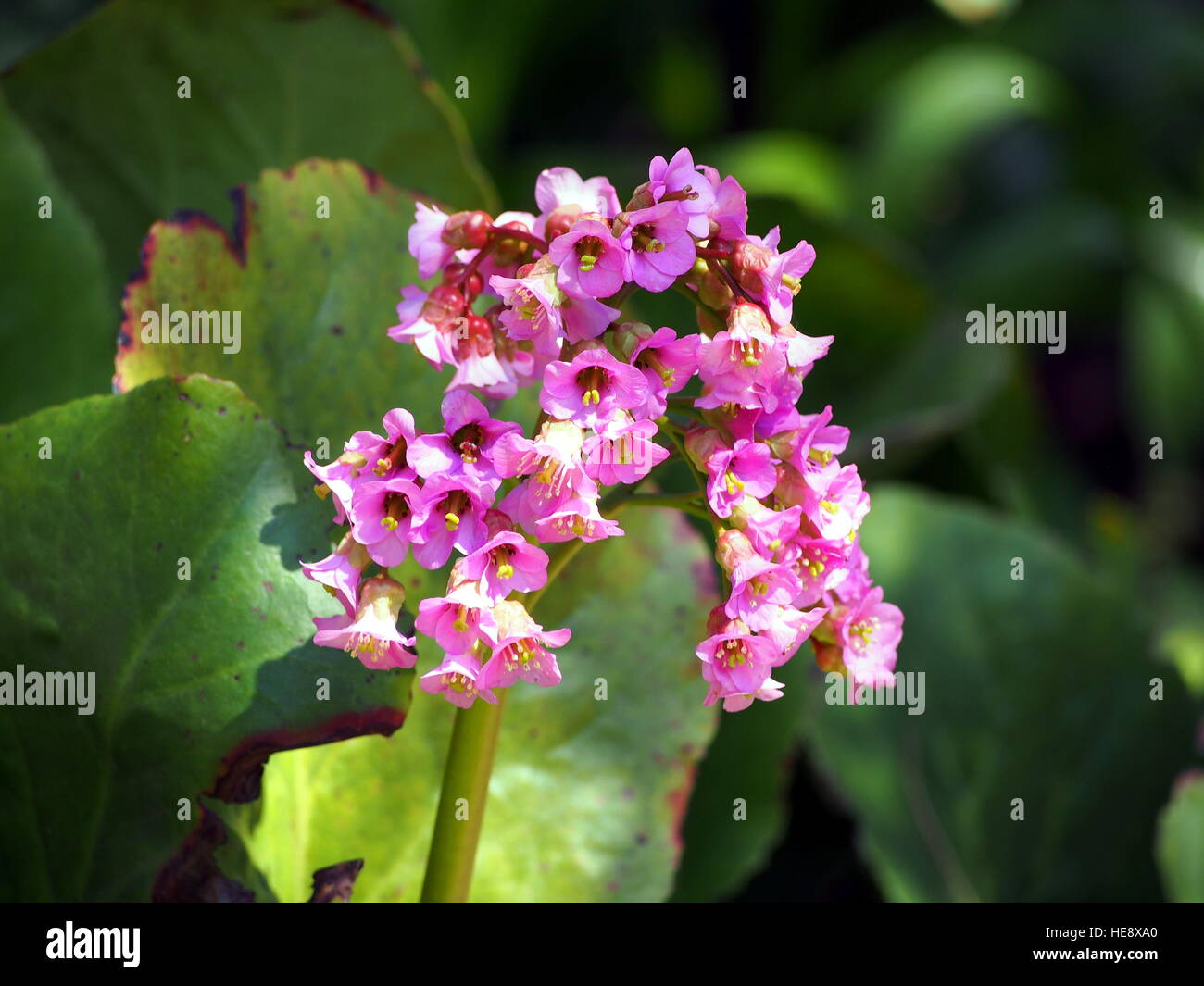 Bright pink flowers of Bergenia cordifolia - closeup Stock Photo