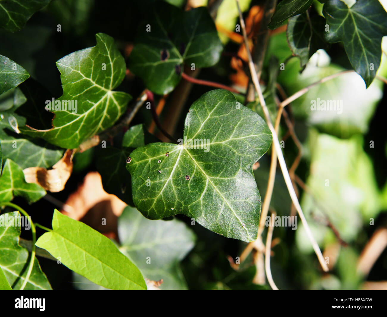 Hedera hibernica - Atlantic ivy, Irish ivy Stock Photo