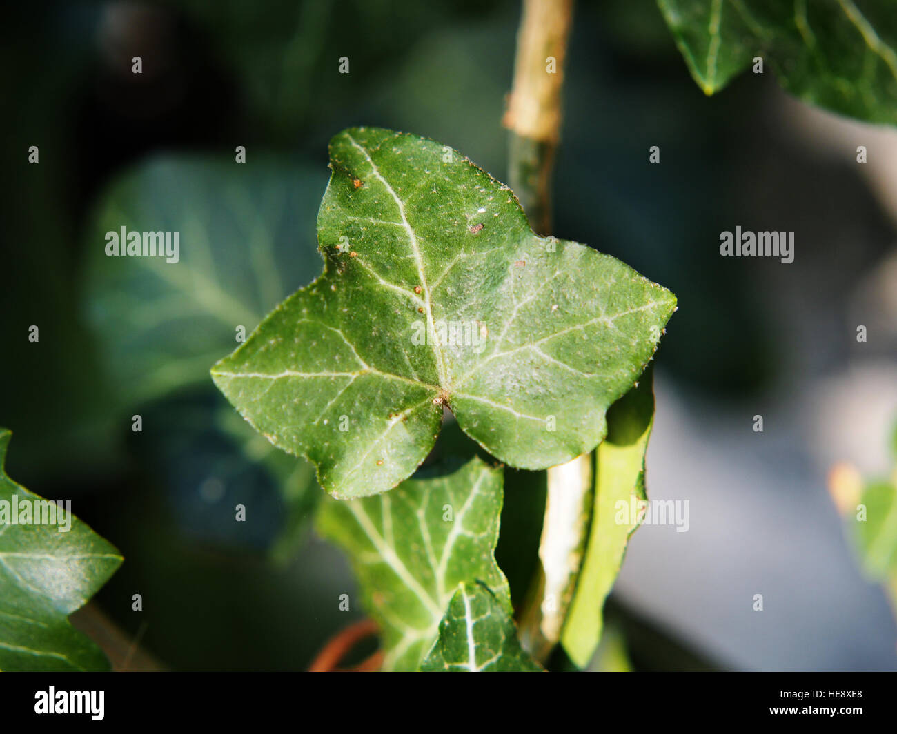Hedera hibernica - Atlantic ivy, Irish ivy Stock Photo