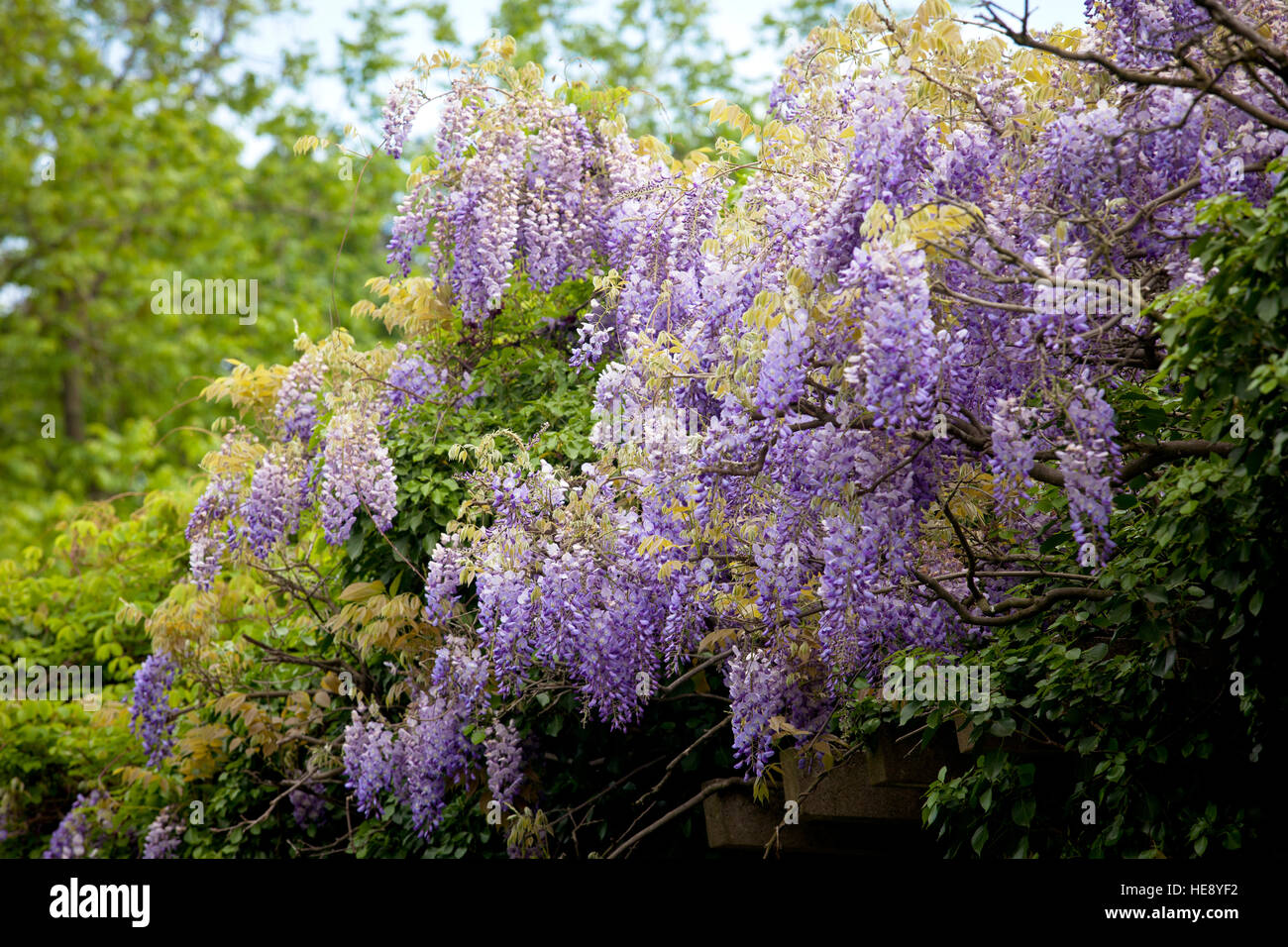 Germany, Cologne, flowering Wisteria (lat. Wisteria) at the Friedenspark. Stock Photo