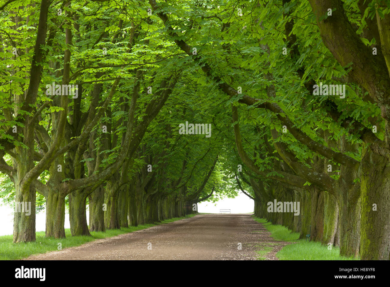 Germany, Cologne, chestnut-lined parkway of the town forest near Deckstein pond. Stock Photo