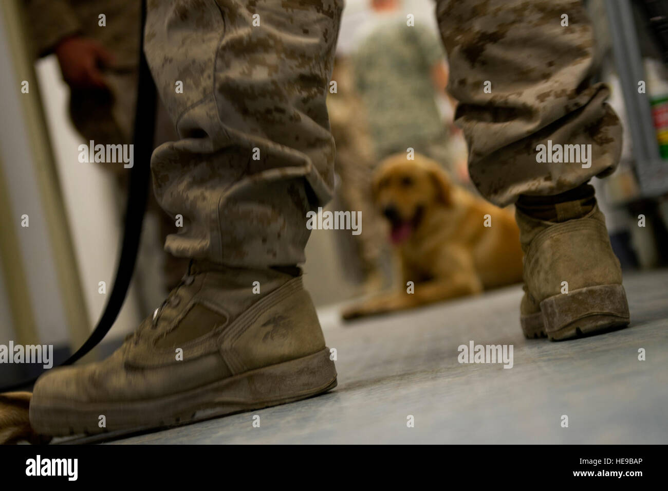 A Marine Corps military working dog waits to be examined at the Camp