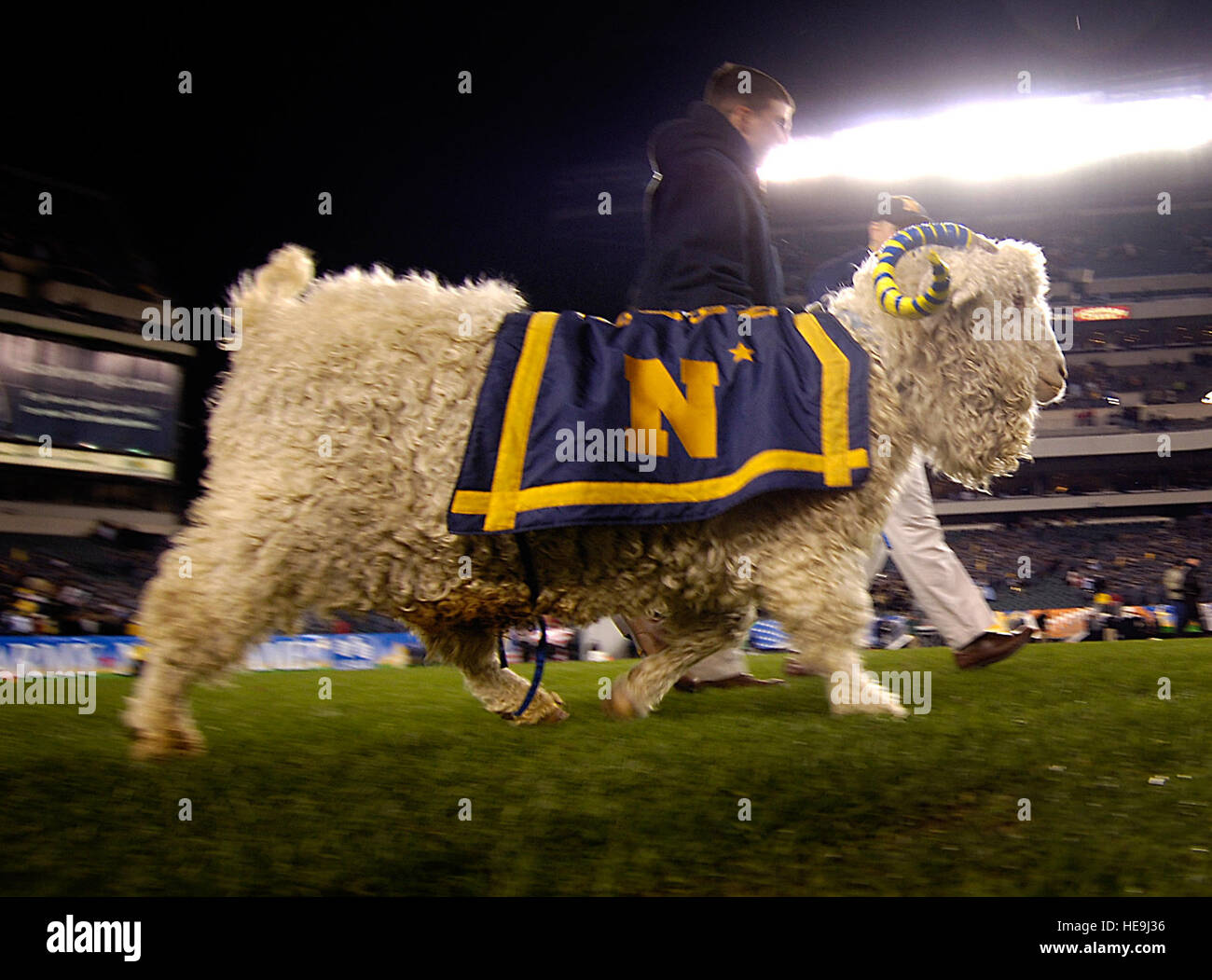The U.S. Naval Academy mascot, Bill, watches from the sidelines as the