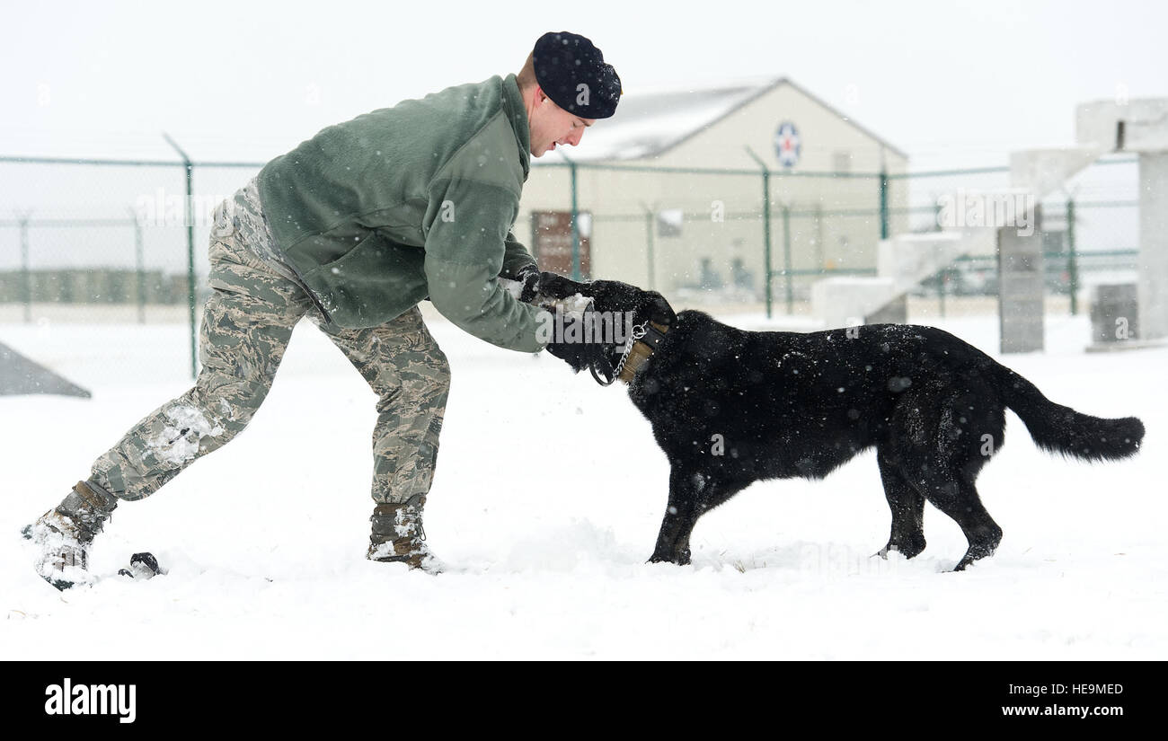 Staff Sgt. Craig Eveland, 436th Security Forces Squadron military working dog handler, tries to pull a jute tug from MWD Vito Feb. 26, 2015, on Dover Air Force Base, Del. Vito, a German Shepherd chased and retrieved the jute tug in the MWD training area for approximately 15 minutes. Roland Balik) Stock Photo