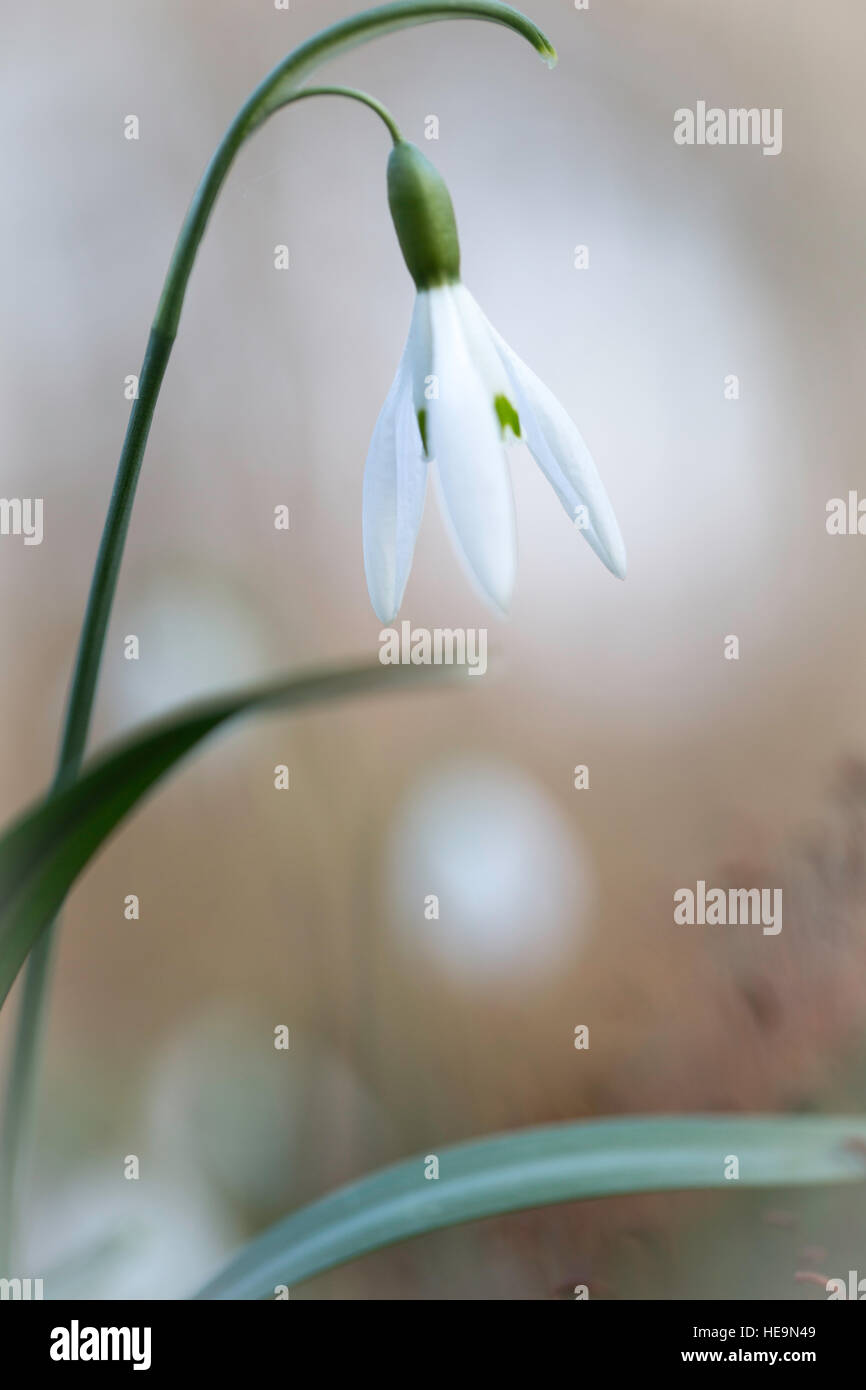 snow drops early spring white wild flower, Galanthus nivalis Stock Photo