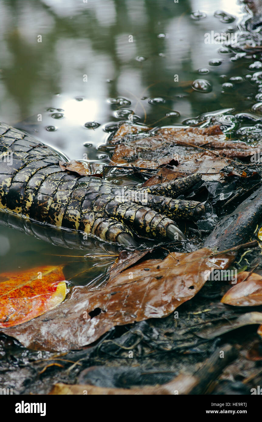 Crocodile paw closeup, Borneo rain forest Stock Photo - Alamy