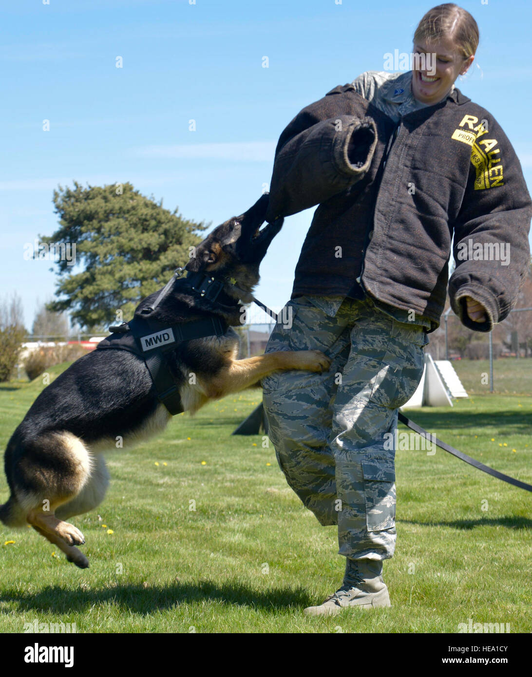 A Central Washington University Air Force ROTC student gets bitten by a ...