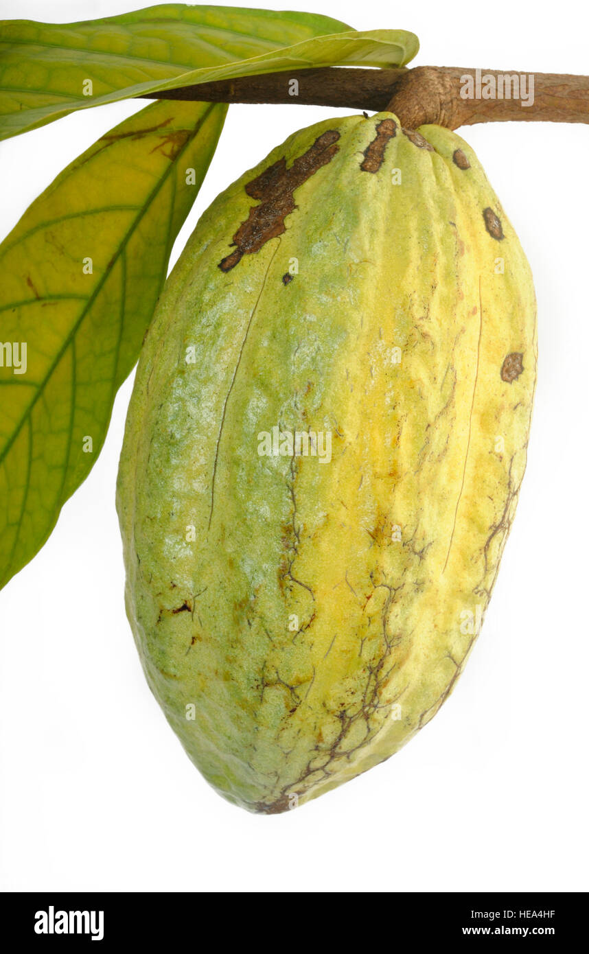 hanging cocoa pods Stock Photo
