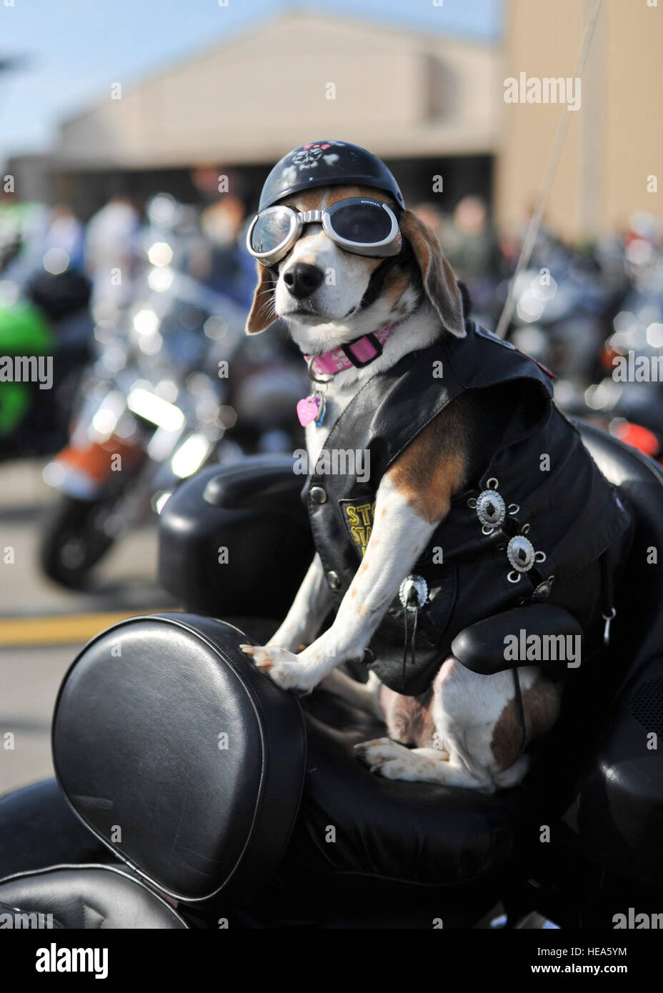 Bella the beagle sits on retired Master Sgt. Patrick Akitns’ motorcycle at Hurlburt Field, Fla., April 10, 2014. Bella has been riding with her owner for the past five years. Staff Sgt. John Bainter) Stock Photo
