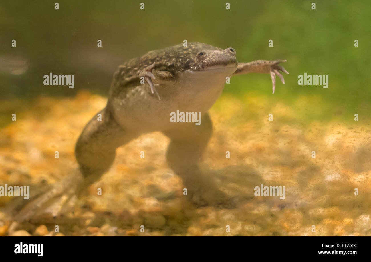 African clawed frog (Xenopus laevis) swimming in a tank Stock Photo