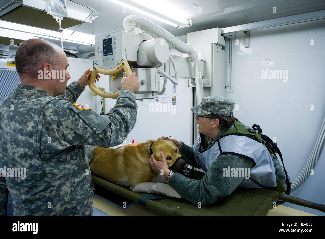 U.S. Army Staff Sgt. Keith Anderson, radiology technician, 328th Combat Support Hospital, (CSH), prepares to take an x-ray of Ted, a U.S. Army military working dog Labrador retriever and bomb specialist with the 550th Military Working Dog Detachment, Fort Bragg, N.C., a simulated canine casualty at Joint Readiness Training Center (JRTC), Ft. Polk, La., Feb. 23, 2013. Service members at JRTC 13-04 are educated in combat patient care and aeromedical evacuation in a simulated combat environment.  Tech. Sgt. John R. Nimmo, Sr./) DIGITAL Stock Photo