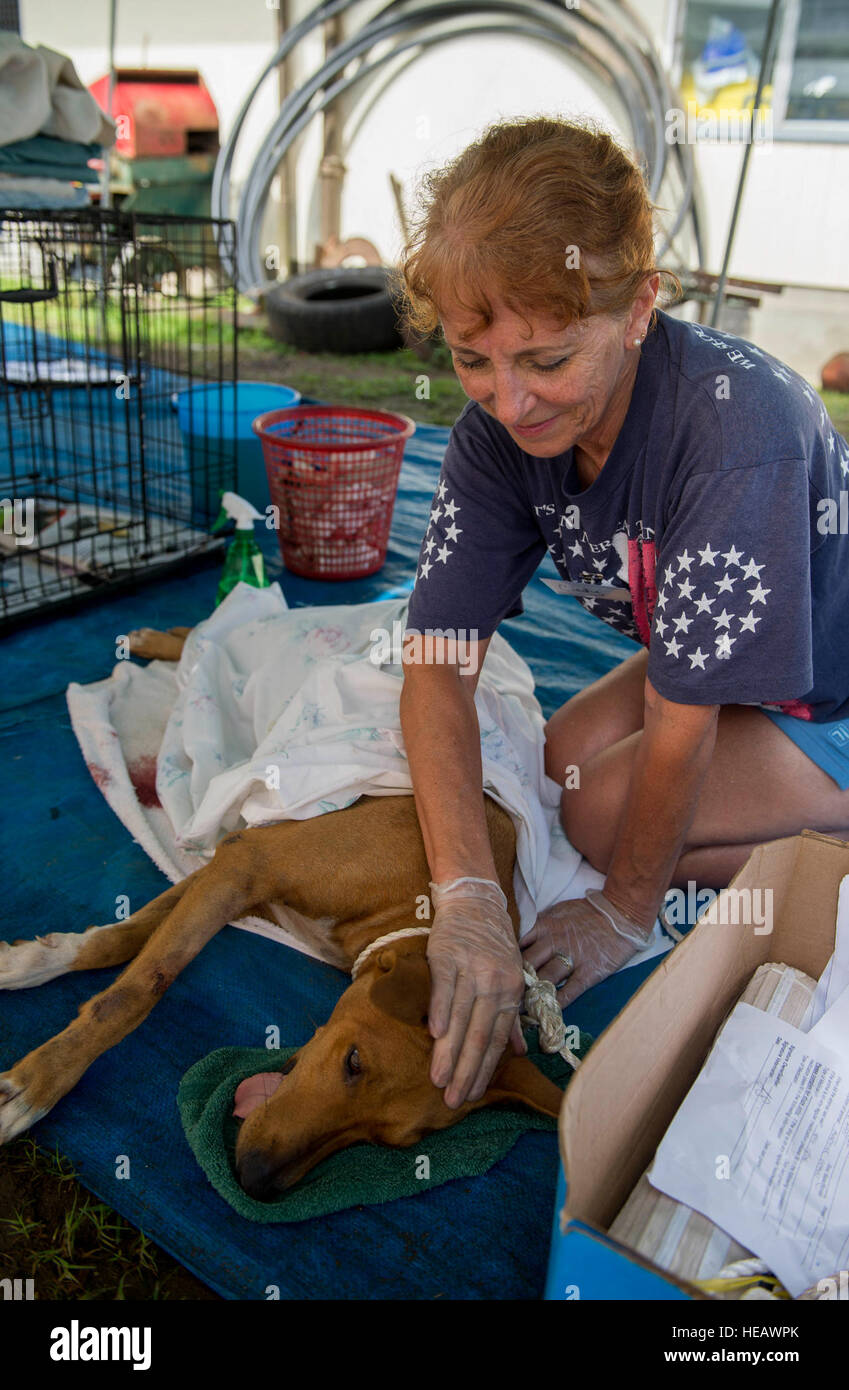 SAVUSAVU, Fiji (June 16, 2015) Cindy Bruton, an Animal Fiji veterinary assistant, from San Francisco, Calif., cares for a dog recovering from surgery at the Ministry of Agriculture building at Savusavu during Pacific Partnership 2015. U.S. Army, U.S. Navy, Latter-day Saints Charities, and Animal Fiji veterinary personnel provided medical treatment for pets and captured strays. The hospital ship USNS Mercy (T-AH 19) is currently in Savusavu, Fiji, for the first mission port of PP15. Pacific Partnership is in its 10th iteration and is the largest annual multilateral humanitarian assistance and d Stock Photo