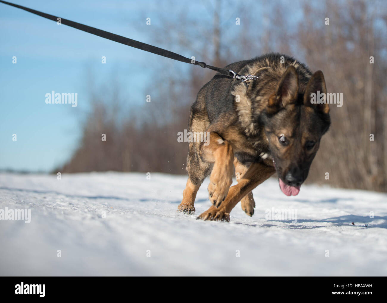 Cage, a military working dog with the 354th Security Forces Squadron