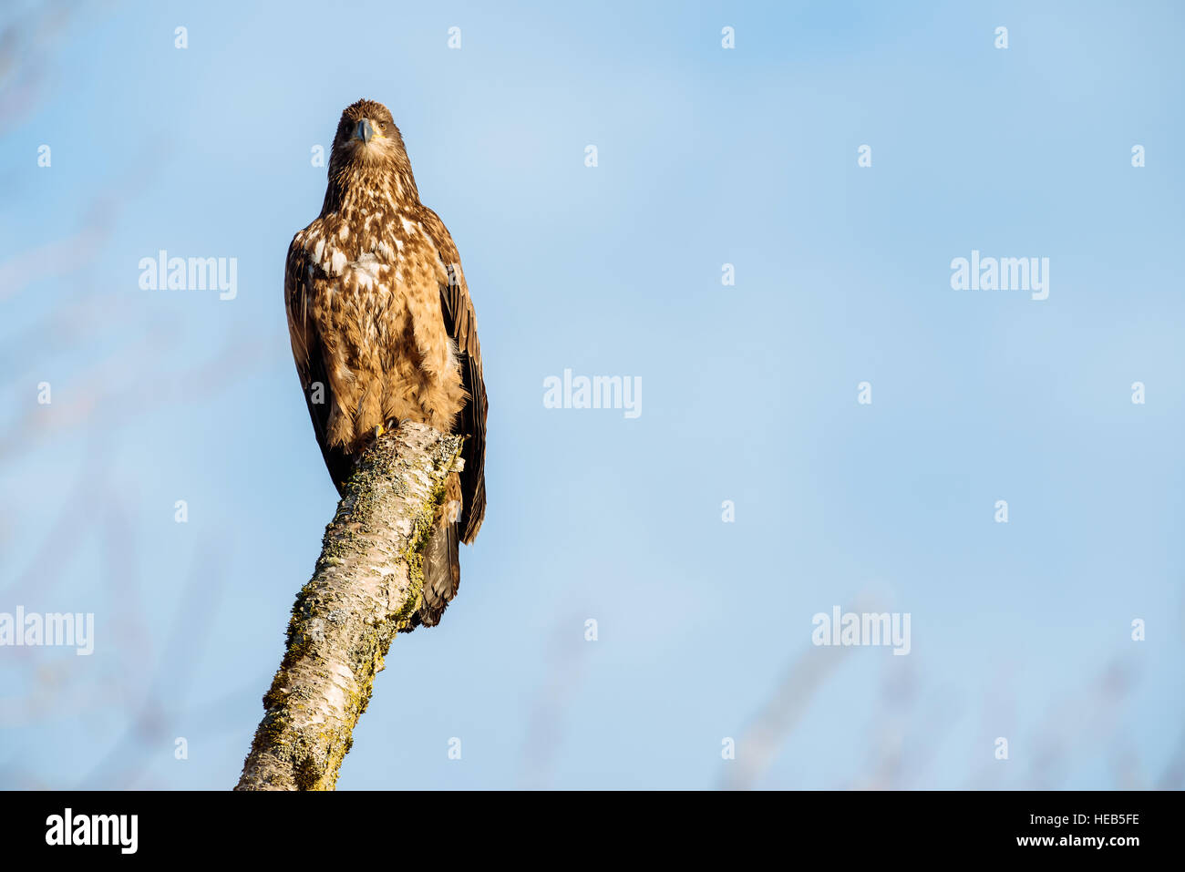 Chehalis flats bald eagle and salmon preserve hi-res stock photography and  images - Alamy