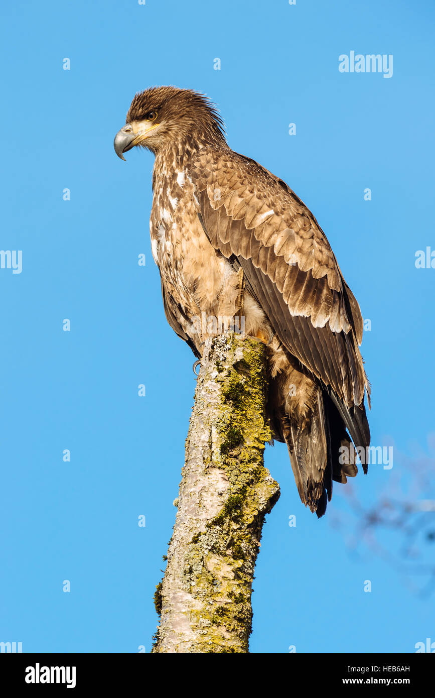 Sitting juvenile bald eagle hires stock photography and images Alamy