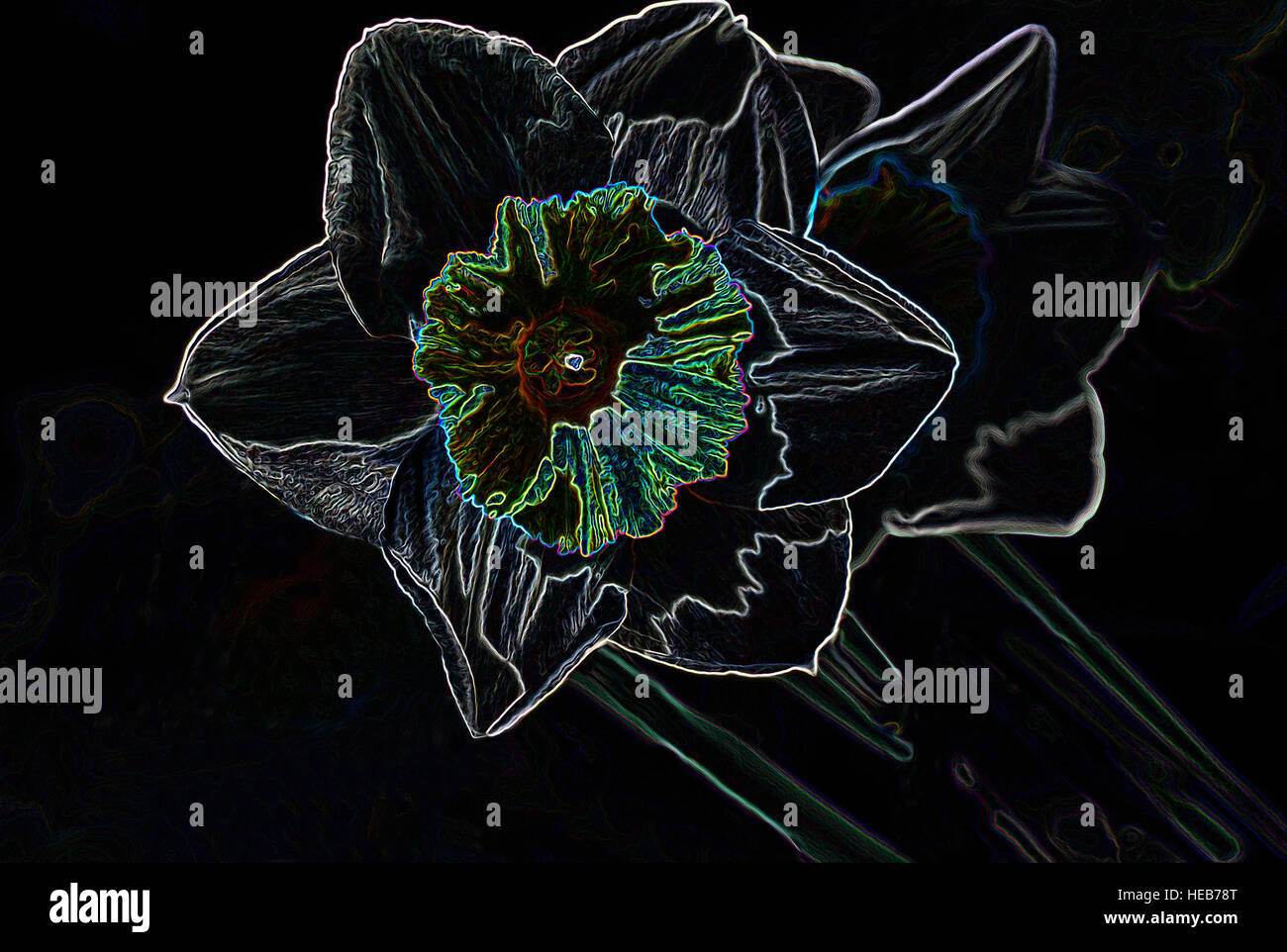Daffodil (Narcissus) in bloom - Digitally Manipulated Image with Glowing Edges, Abstract Flower / Flowers on a Black Background Stock Photo