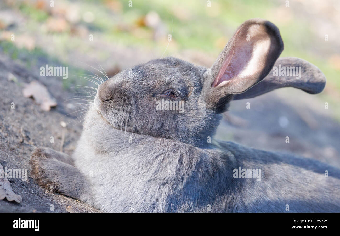 Purebred rabbit Belgian Giant resting outside in the sun, selective ...