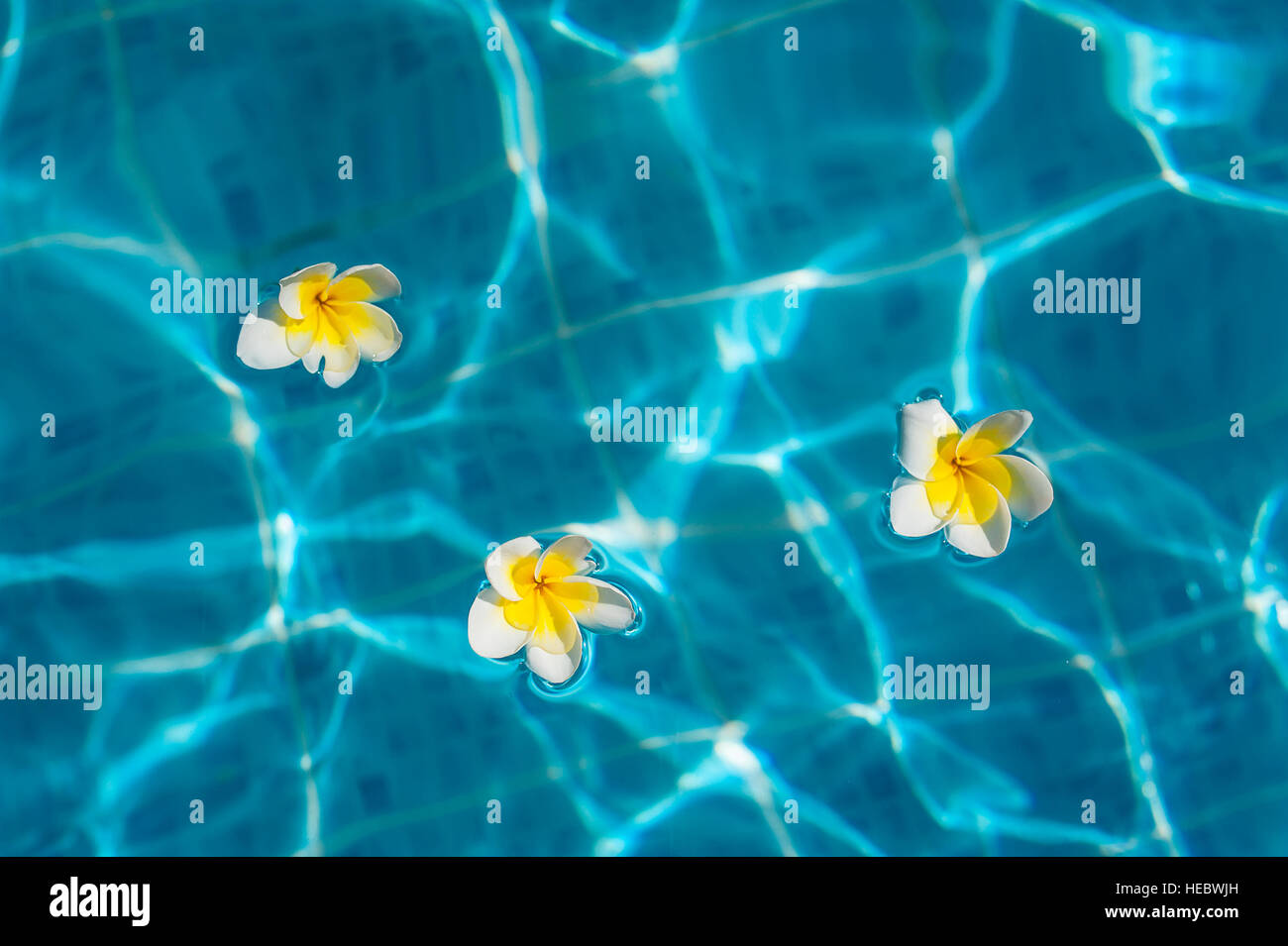 flowers and bougainvillea in the pool Stock Photo Alamy