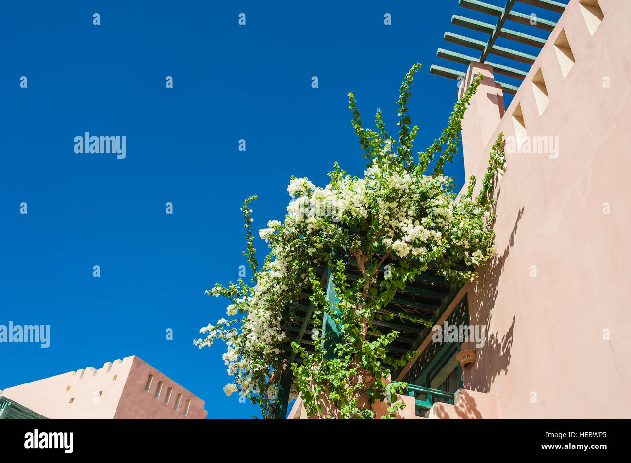 Bush of white flowers on the balcony building Stock Photo