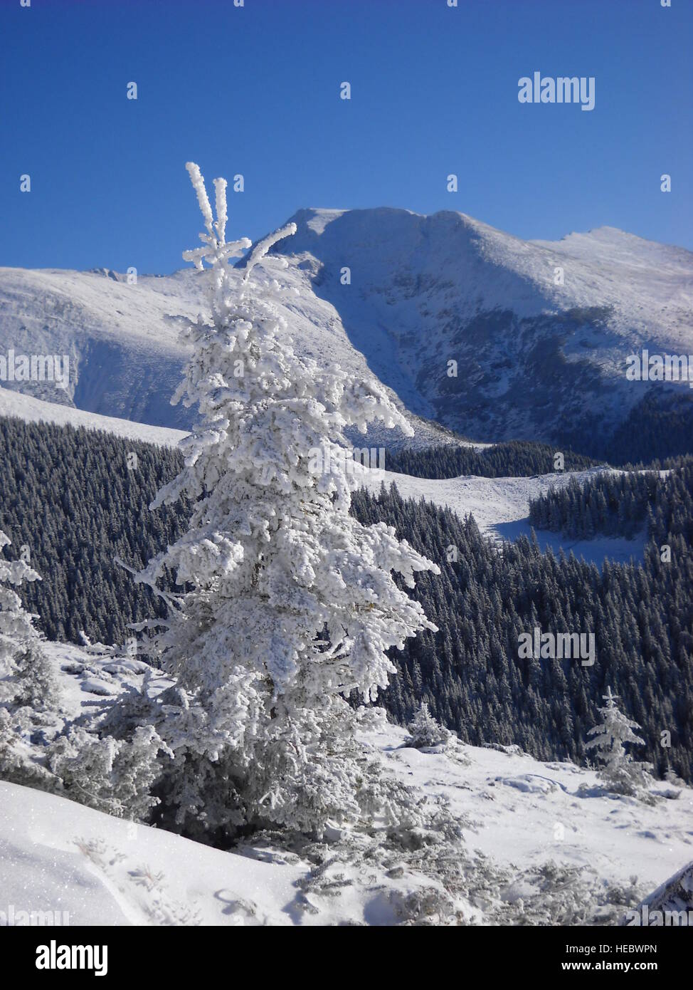 Frosted fir tree in the mountains. Incredible winter landscape. White