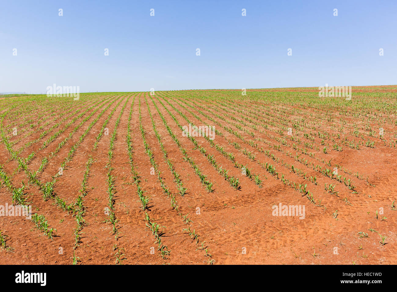 Farming landscape fields of food maize crops in summer season Stock Photo