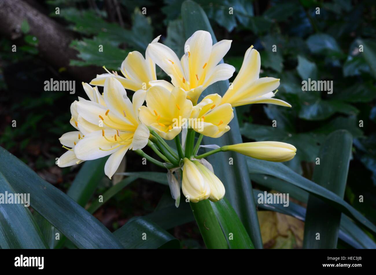 Yellow Clivia miniata. Amaryllidaceae. Propagates naturally from off-shoots. Also known as bush lily. Evergreen plant indigenous to South Africa. Stock Photo