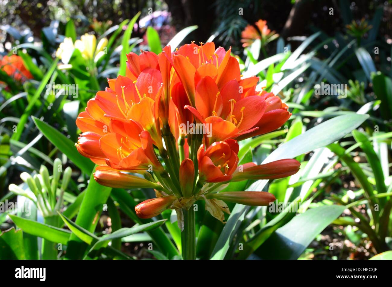 Blooming orange Clivia miniata, showing strap-shaped leaves of the plant. Indigenous to South Africa. Grows best  in cool shady areas. Amaryllidaceae Stock Photo