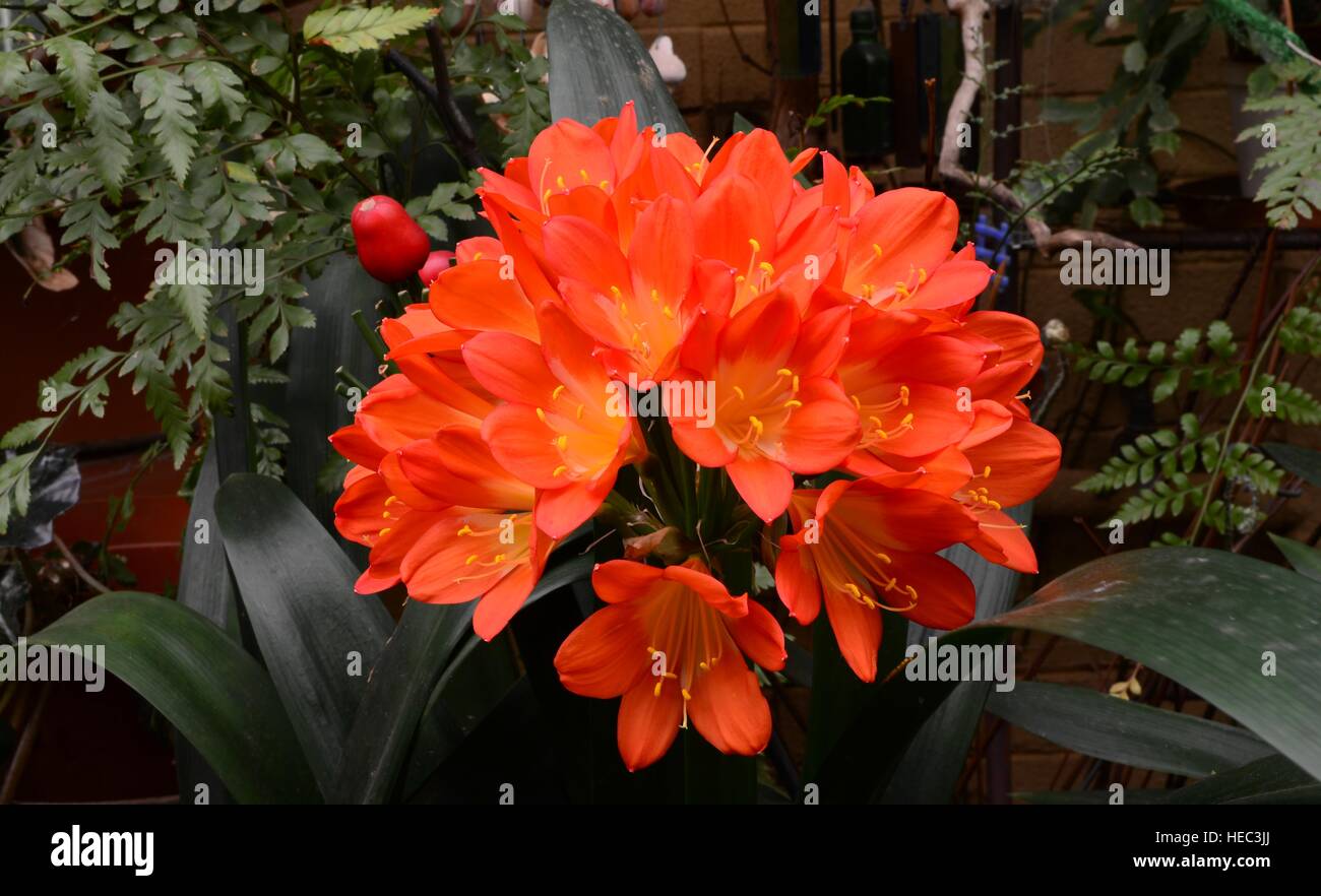 Trumpet-shaped flowers of Clivia miniata, deep orange. This evergreen plant has strap-shaped dark green leaves and propagates naturally from seeds. Stock Photo