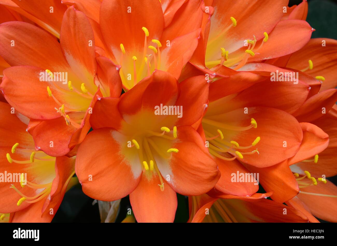 Close-up of cluster of orange flowers of Clivia miniata. Amarillidaceae. Indigenous to South Africa. Grows from fleshy roots. The plant is evergreen. Stock Photo