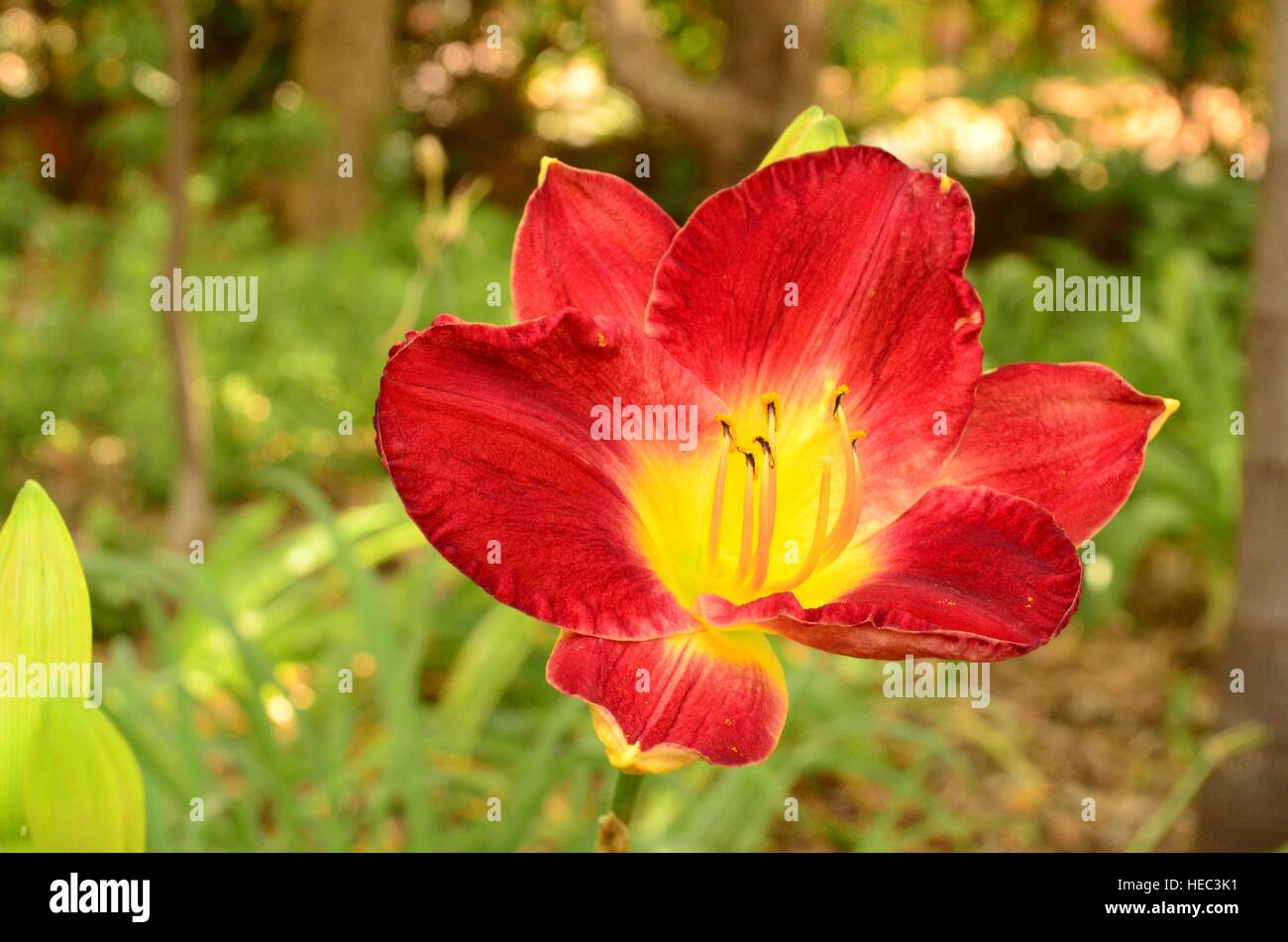 Day lily with purple and bright yellow petals. HEMEROCALLIS. Flowers last for one day only. Flowers best when growing in full sun. Close-up. Stock Photo