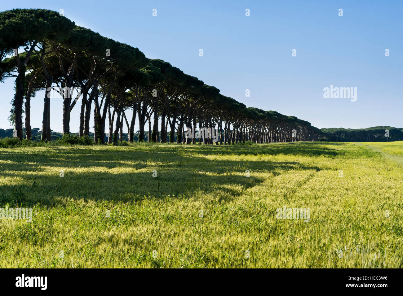 Green pine trees hi-res stock photography and images - Alamy