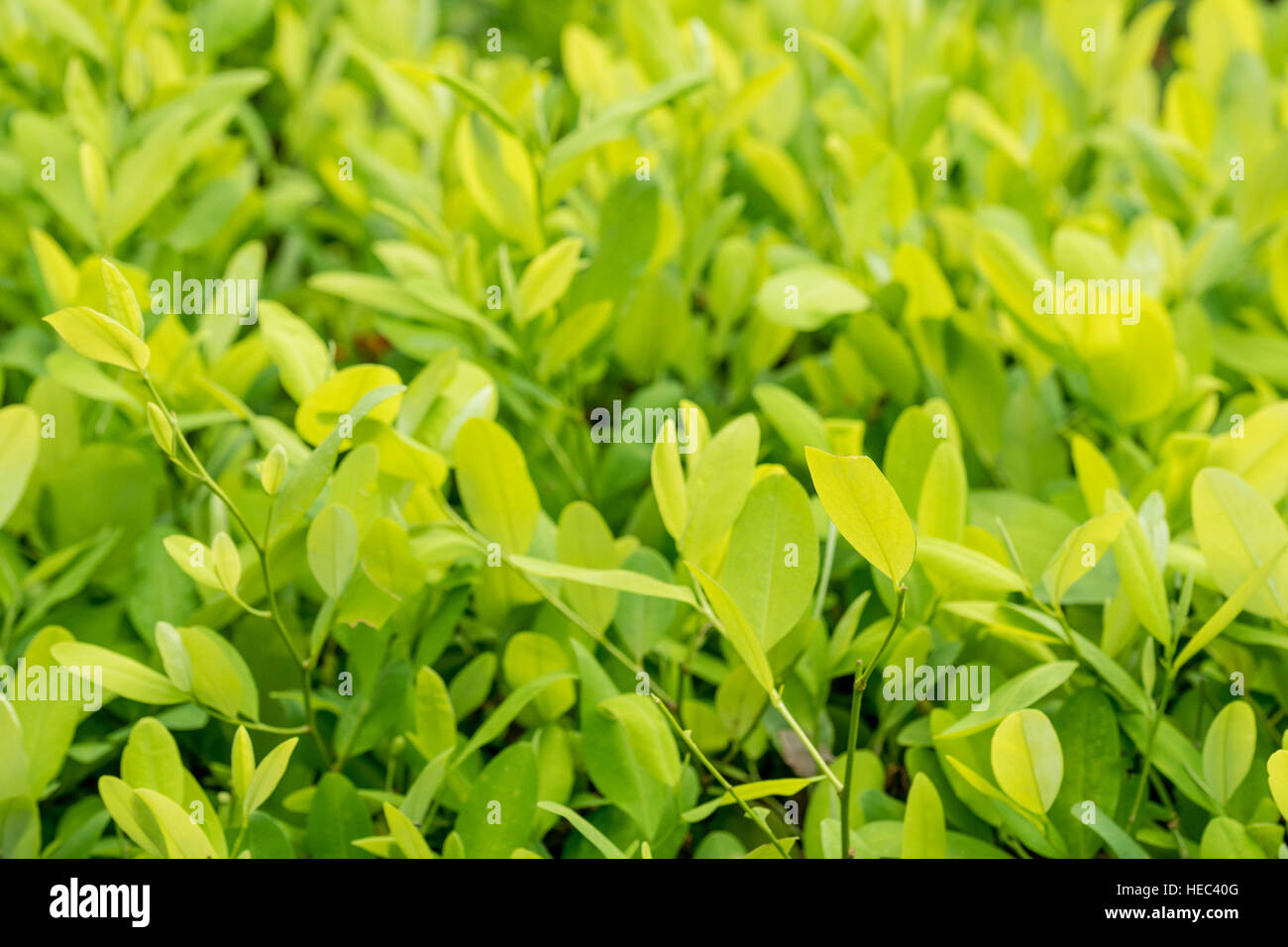 Leaves of coca plant Stock Photo Alamy