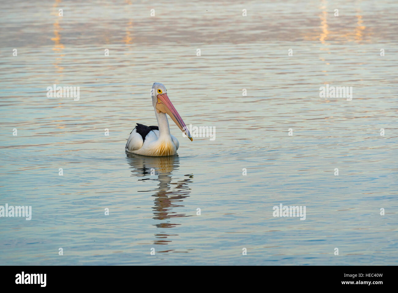 An Australian Pelican (Pelecanus conspicillatus) floating on quiet water Stock Photo