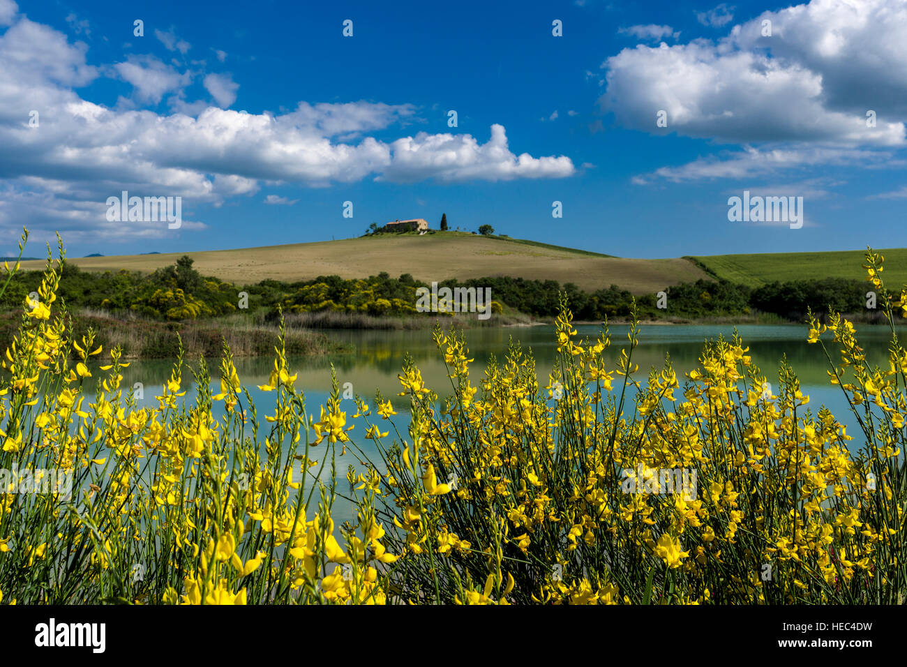 Typical green Tuscany landscape in Val d’Orcia with a farm on a hill, a lake, yellow broom bushes and blue cloudy sky Stock Photo