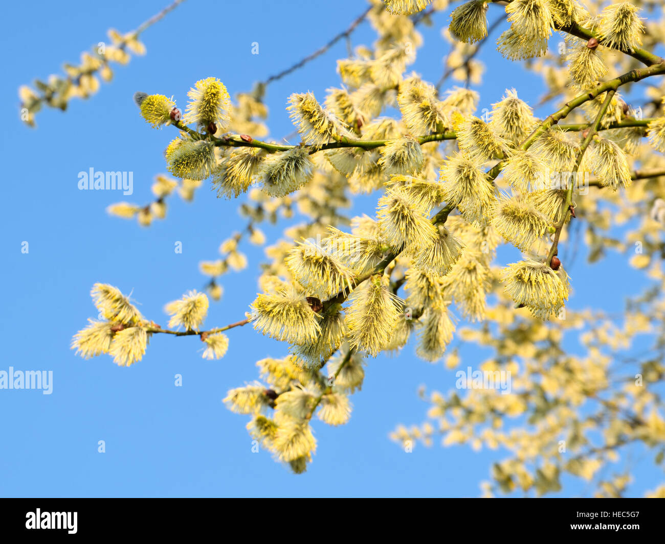 Flowering goat willow against the blue sky Stock Photo
