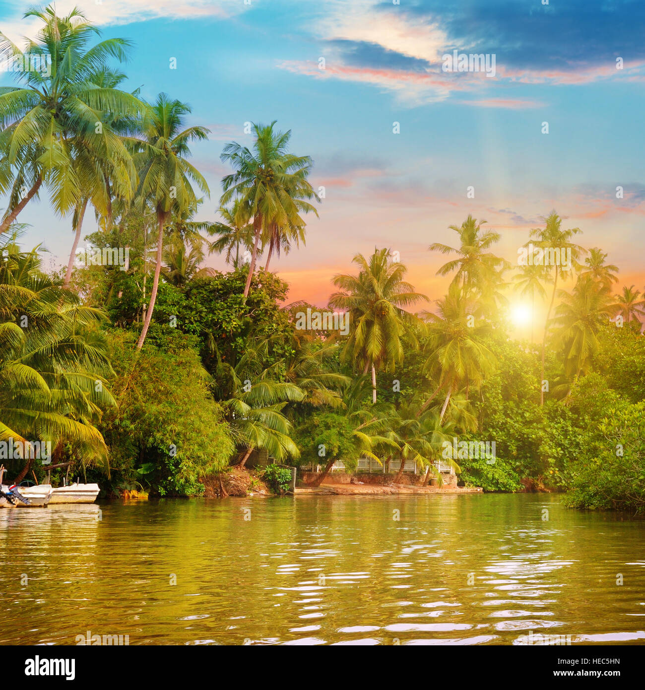 river, beautiful sunrise and tropical palms Stock Photo - Alamy, image size:1300x1390