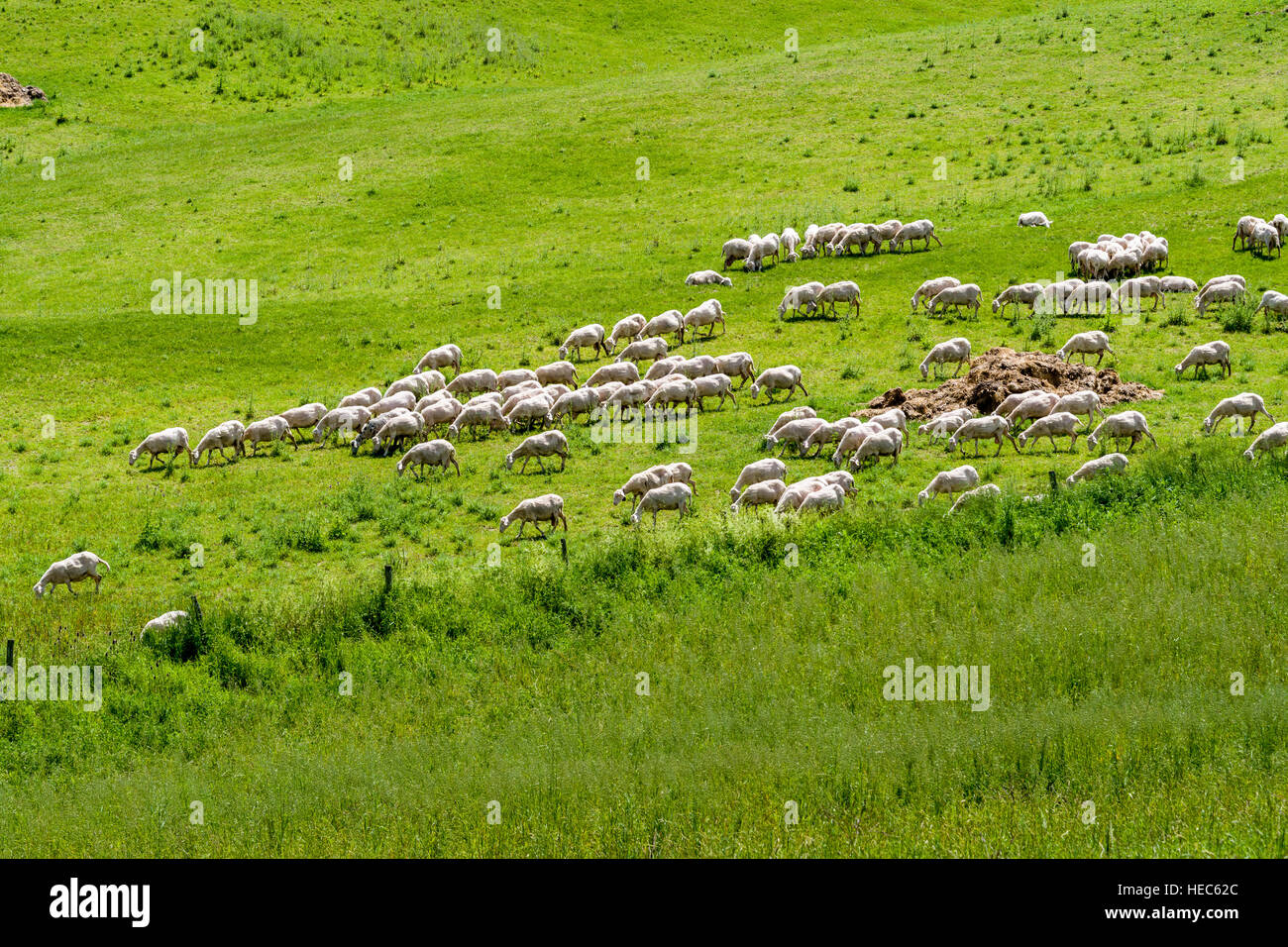 A flock of sheep is grazing on a green meadow in Val d’Orcia Stock ...